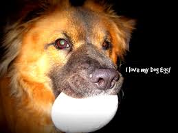 Dog Eating Egg Can Dogs Eat Eggs Can Dogs Eat Dog Eating