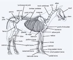 Horse Skeleton Diagram