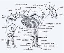 horse skeleton diagram