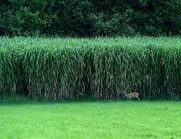 The objective is for growers to understand. Has Anyone Planted Miscanthus X Giganteus For Screening Cover Wildlife And Habitat Management Nj Woods Water