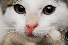 Dont Let Ringworm Run Rings Around Your Veterinary Patients Dvm 360 Ringworm is a fungal organism that occurs in humans and in animals. dont let ringworm run rings around your