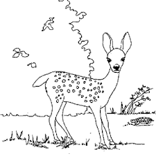 10 ideeen over dieren kop dieren gratis kleurplaten geometrische tekening : Baby Hertje Kleurplaat Kleurplaten Downloaden En Printen Pdf Niets Zal Worden Geleverd Via De Post