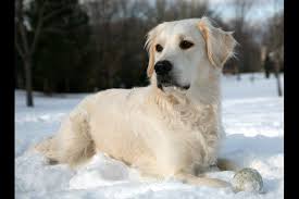 Contact us about reserving a puppy from our next litter. Pin On Gold Golden Retrievers Puppies For Sale