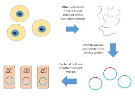Tools Of Recombinant Dna Technology In 2020 Dna Technology Recombinant Dna Dna