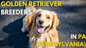 Golden Retriever Puppies Mercer Pa