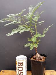 Image result for Elephantorrhiza burkei