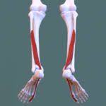 Quickly memorize the terms, phrases and much more. Posterior Compartment Of Leg Wikipedia