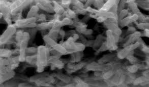 L'ingestione di questi cibi provoca un'intossicazione severa, nota come botulismo e caratterizzata da un quadro clinico specifico. Susceptibility Of C Botulinum And C Baratii To Antimicrobials Infectious Disease Advisor