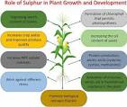 Full article: Sulfur nutrition and its role in plant growth ...