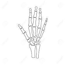 Vektor Illustration Handknochen Zeichnung Skizzieren Orthopadische Menschliche Hand Skelett Symbol Diagnosezentrum Lizenzfrei Nutzbare Vektorgrafiken Clip Arts Illustrationen Image 61723764