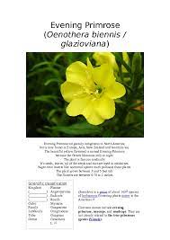 Doc List Of Night Flowers Tatum Derin Academia Edu
