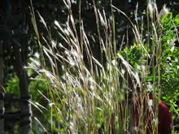 Image result for Andropogon eucomus