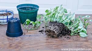 These plants are considered poisonous and should be kept away from pets and children. Houseplant Repotting Pothos Epipremnum Aureum