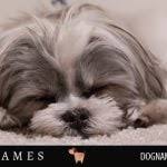 This list is full of classic & vintage inspired dog names to choose from. 490 Most Unique Dog Names For Unique Puppies Dog Name Hero
