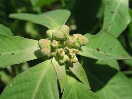 Image result for Euphorbia heterophylla