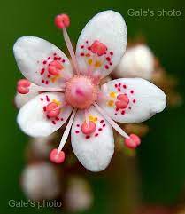 Pretty Flower Unusual Flowers Beautiful Flowers Rare Flowers