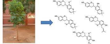 Image result for Erythrina livingstoniana