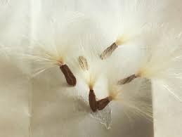 Image result for Raphionacme hirsuta