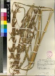 Image result for Hyparrhenia rudis