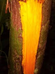 Image result for Annickia