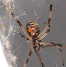 All baboon spiders have a set of distinctive. Brown Widow Spider Immature Latrodectus Geometricus Many Researchers Of This Member Of The Family Theridiidae Fe Deadly Animals Spider Dangerous Spiders