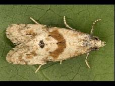 Image result for Cochylidia implicitana