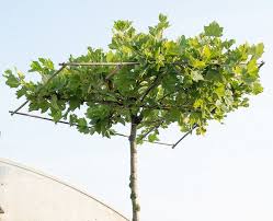 Wenn sie nur wenig raum für ihren sonnenschirm. Dachplatane Platanus Hispanica Dachspalier Gunstig Online Kaufen