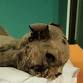 Special Halloween Talk: Mummified Cats Found in event image