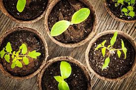 How to Start Seeds Indoors (Planning ...