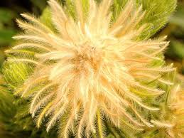 Image result for Phylica emirnensis