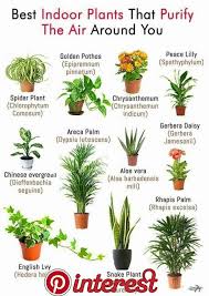 How To Water The 15 Most Popular Houseplants When In Doubt Feel The Soil Best Bathroom Plants Best Indoor Plants Plants