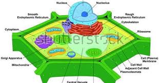 Vector Plant Cell Anatomy Diagram Structure With All Part Nucleus Smooth Rough Endoplasmic Reticulum Cytoplasm Go Bitki Hucresi Hucre Modeli Bitki Hucre Modeli