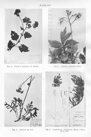 Image result for Lopholaena sp.no.1