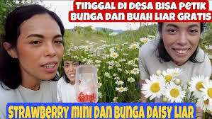 PETIK BUNGA DAISY LIAR JADI HIASAN RUMAH, SERU BANGET!