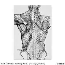 All orders are custom made and most ship worldwide within 24 hours. Black And White Anatomy Art Back Muscles 1890 Poster Zazzle Com Medical Drawings Anatomy Art Human Anatomy Drawing