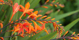 Image result for Crocosmia
