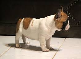 Yoda is a sweet puppy who loves to play fetch and run with his friends. French Bulldog Puppies For Adoption French Bulldog Puppies For Sale