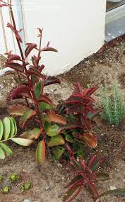 Image result for Kalanchoe sexangularis