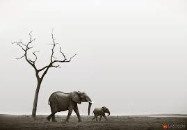 Pin By Tami Walker On African Wildlife Photography African Wildlife Photography African Wildlife Wildlife Photography