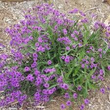 Image result for Verbena rigida