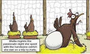 Image result for funny chicken quotes