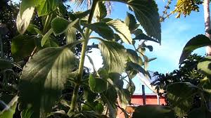 pin em lugares paisagem animais e passaros