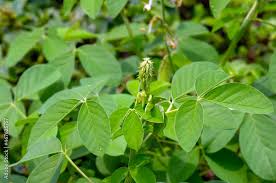 Image result for Crotalaria chirindae