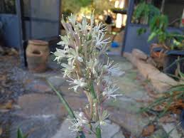 Image result for Sansevieria dooneri