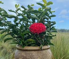 Image result for Ixora sp. A