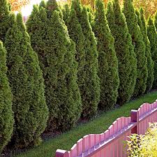 Best Rooting Hormones For Propagation | Trees.Com