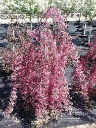 Malus Royal Beauty Weeping Crab 7 Gallon 4 Feet Flowering Crabapple Crab Apple Royal Beauty