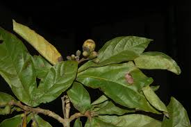 Image result for Cordia torrei