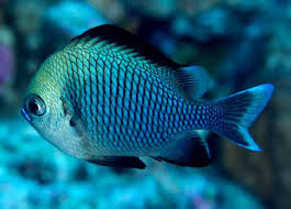 Image result for Rhynchosia usambarensis