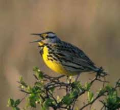 This state bird coloring page makes a great mouse practice activity for. Montana State Bird Western Meadowlark Sturnella Neglecta